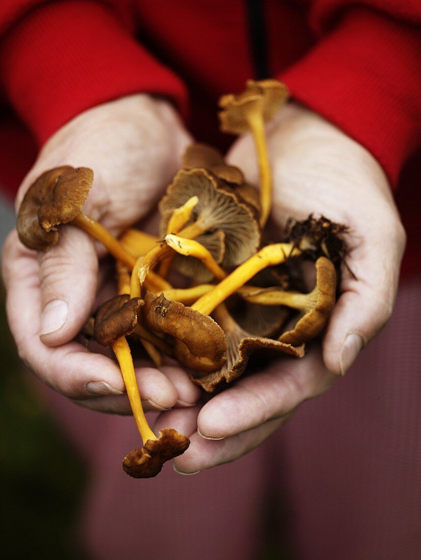 Hände halte frische Pfifferlinge