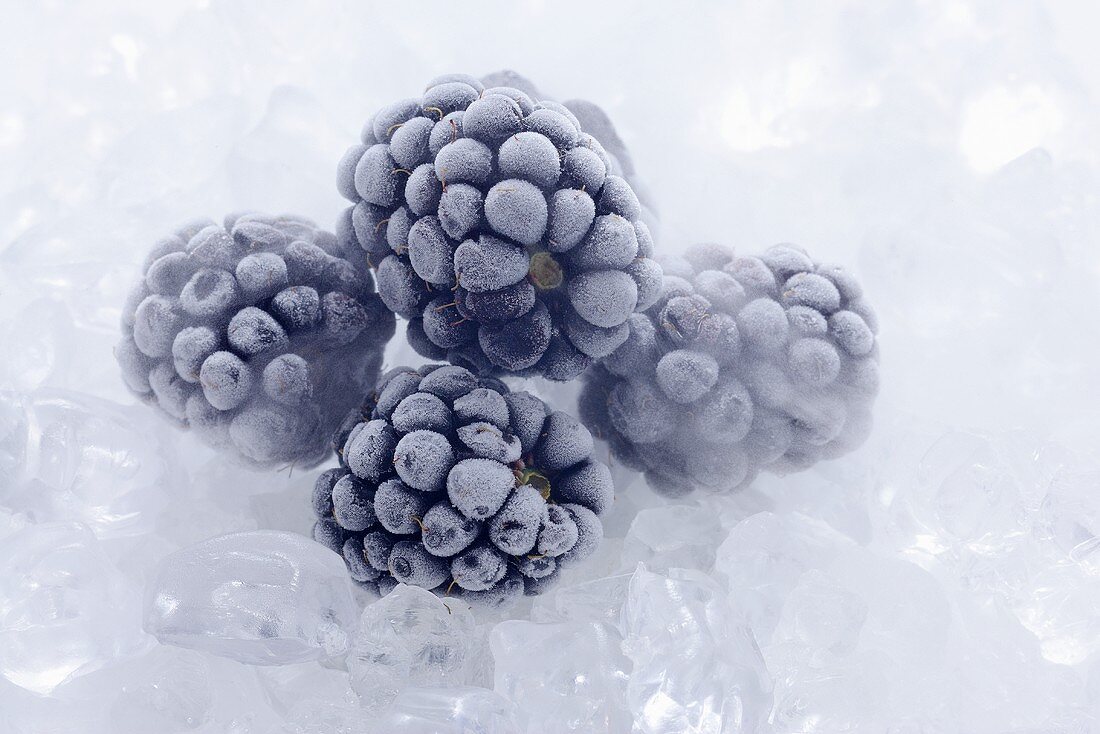 Frozen blackberries on ice cubes