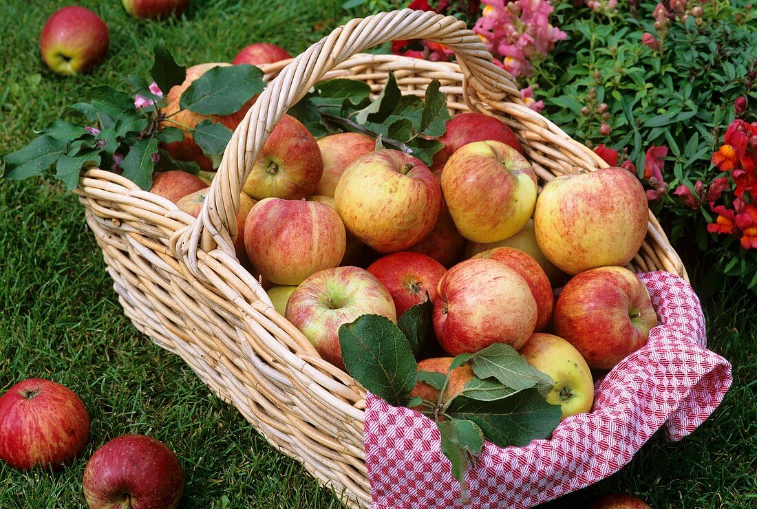Basket of freshly picked apples on grass