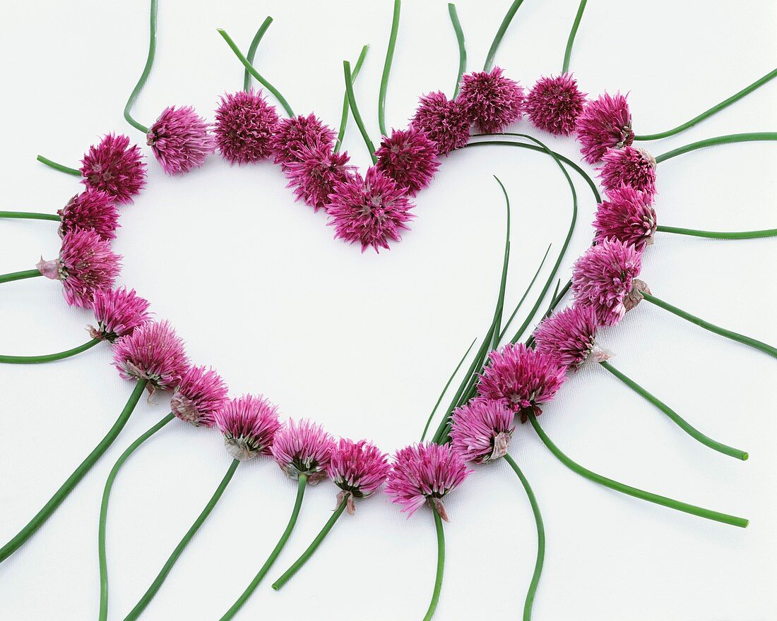Chive flowers forming a heart
