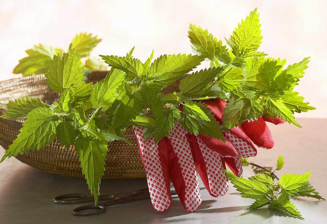 Nettles and gardening gloves in a basket