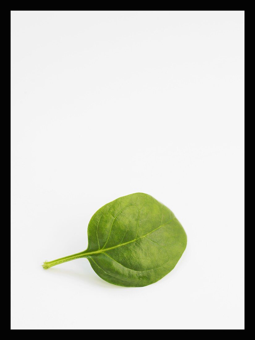A baby spinach leaf