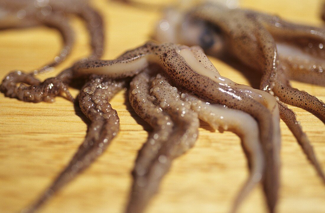 Oktopus