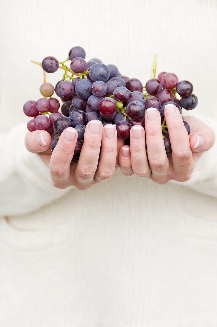 Hände halten rote Weintrauben