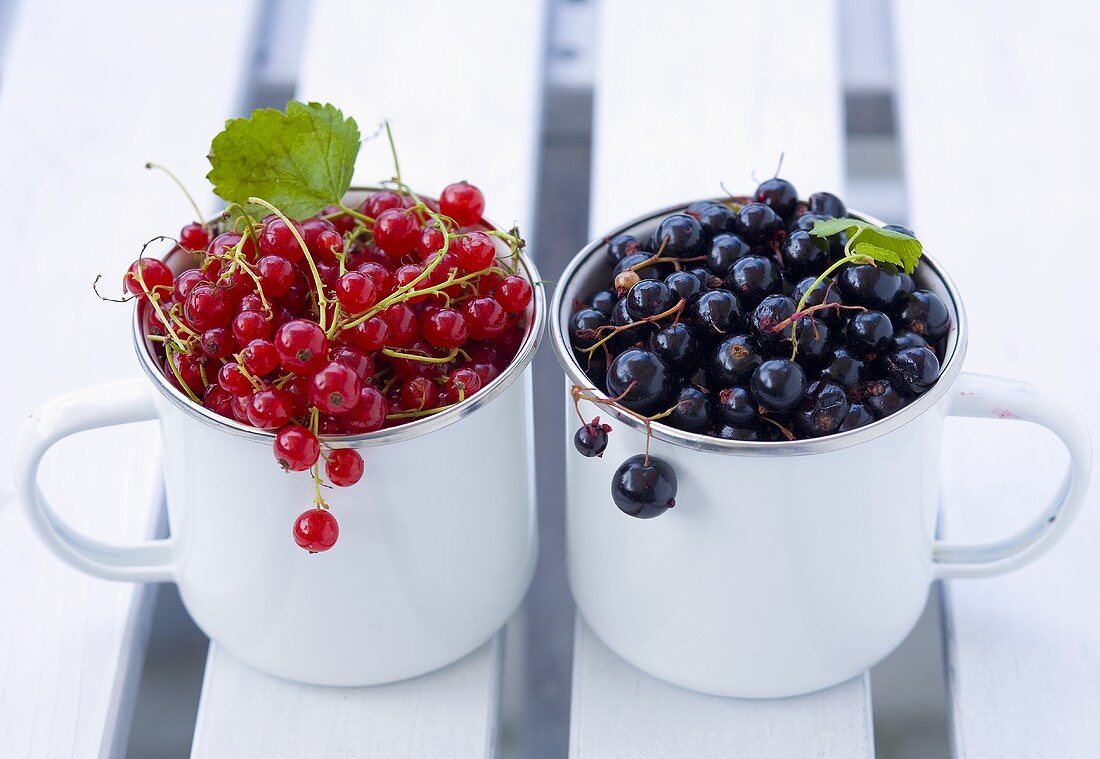 Rote und Schwarze Johannisbeeren in zwei Bechern