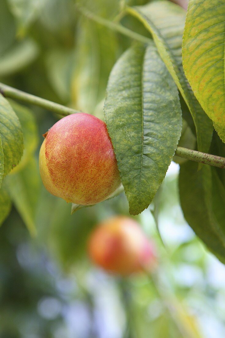 White peaches on the branch