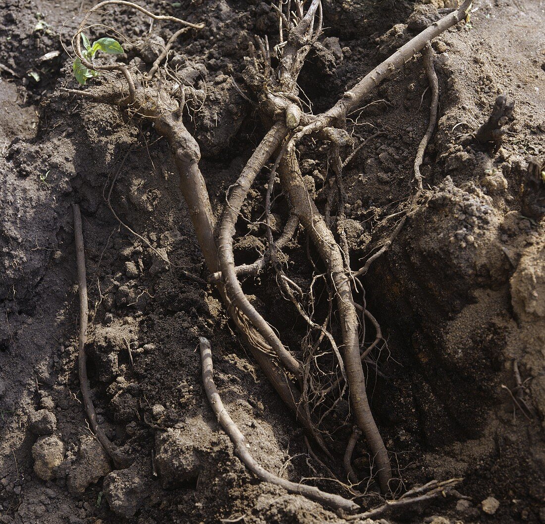 Liquorice roots in the ground