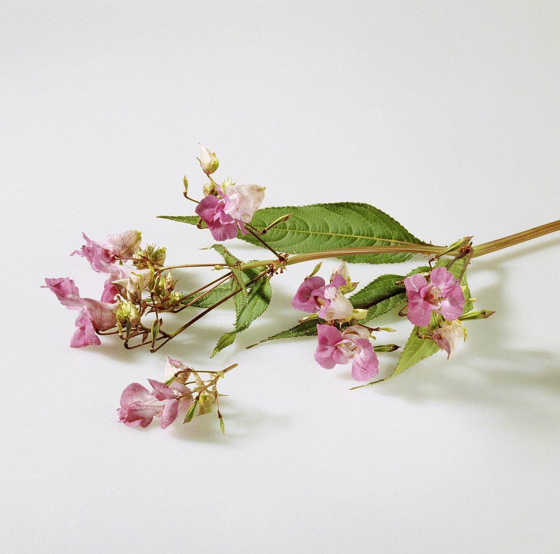 Drüsiges Springkraut mit Blüten (Bachblüten-Bestandteil)