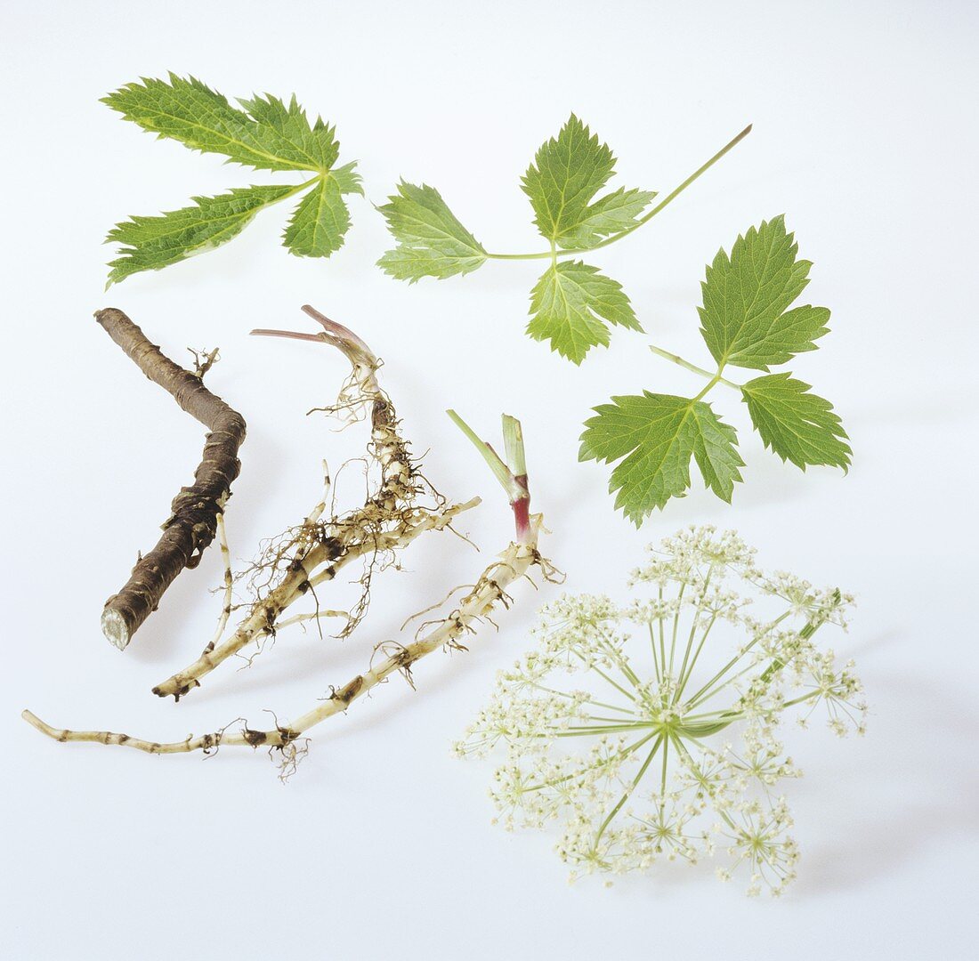 Masterwort (Peucedanum ostruthium)