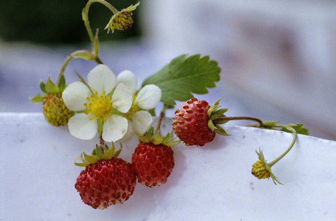 Wild strawberries with flowers
