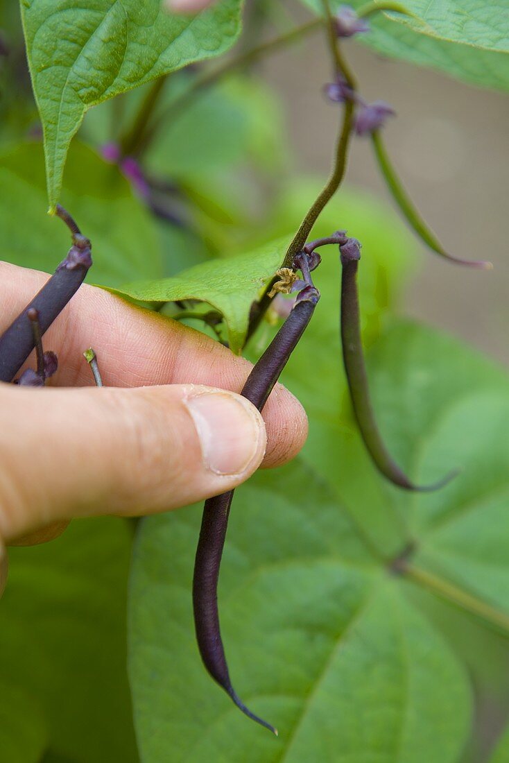 Purple beans on the plant