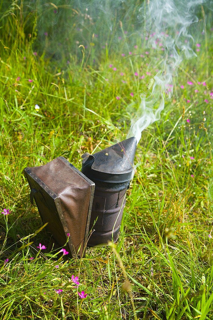 Bee smoker used to calm bees