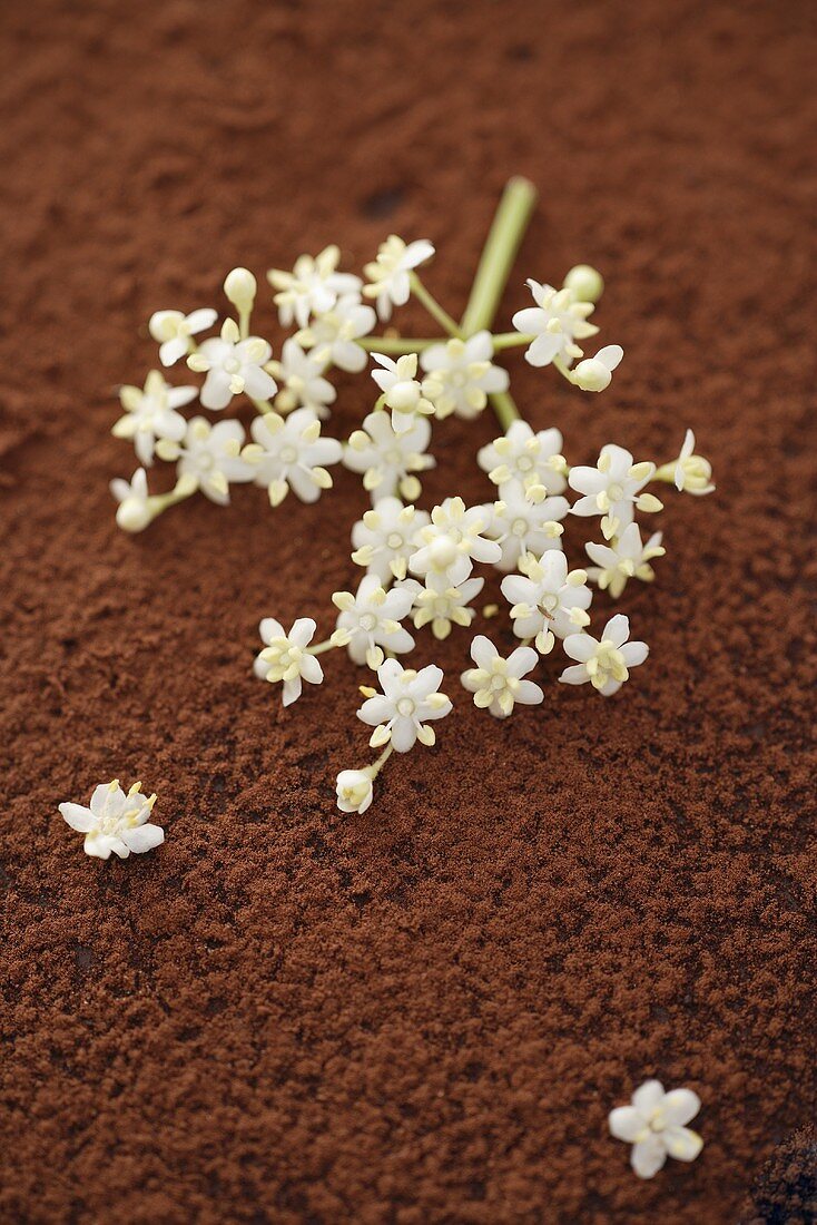 Elderflowers on cocoa powder