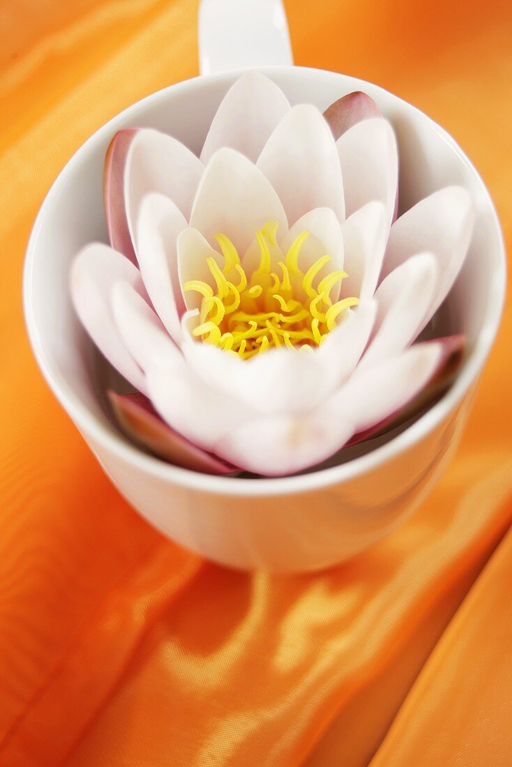Lotus flower in a cup