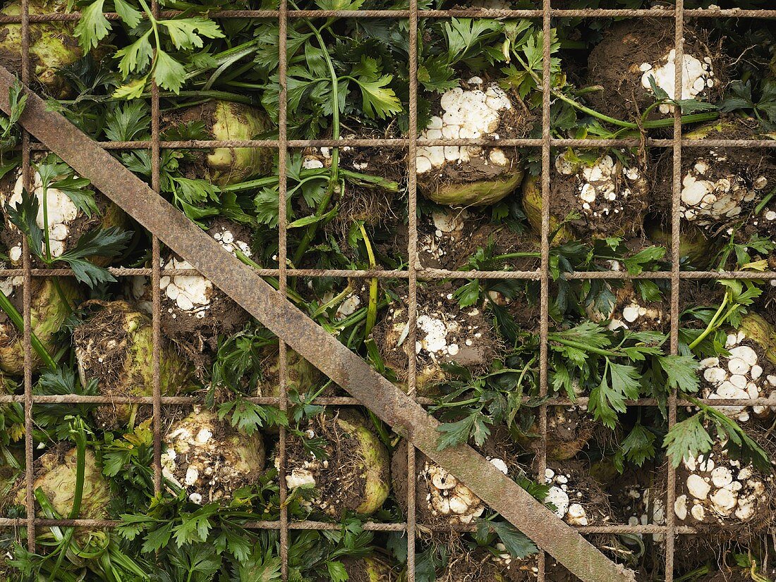 Freshly harvested celeriac