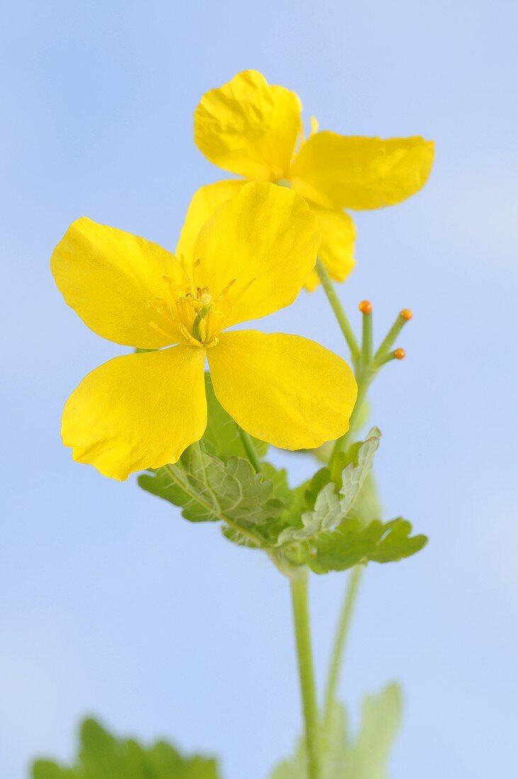 Greater celandine flower