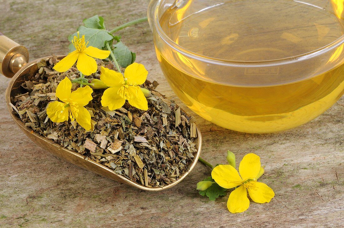 Schöllkrauttee & getrocknetes Schöllkraut mit frischen Blüten