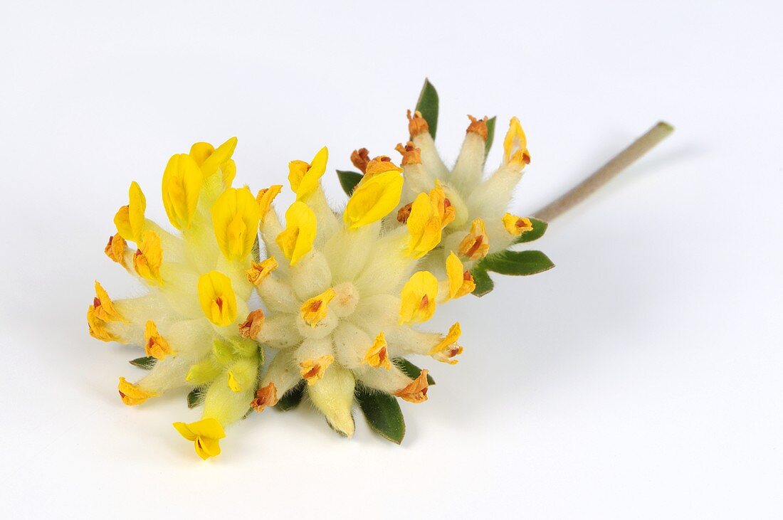 Kidney vetch flowers (Anthyllis vulneraria)