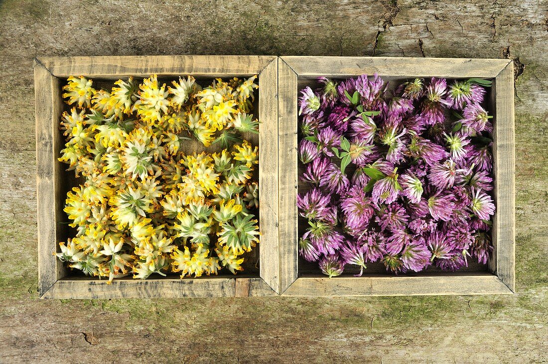 Kidney vetch (Anthyllis vulneraria) & red clover (Trifolium pratense)