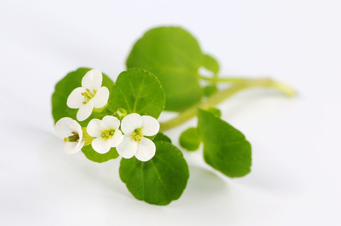 Watercress with flowers