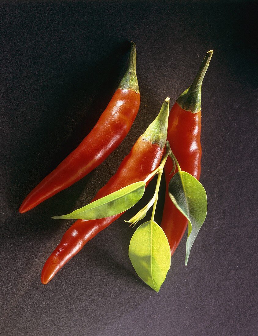 Rote Chilischoten mit Blättern