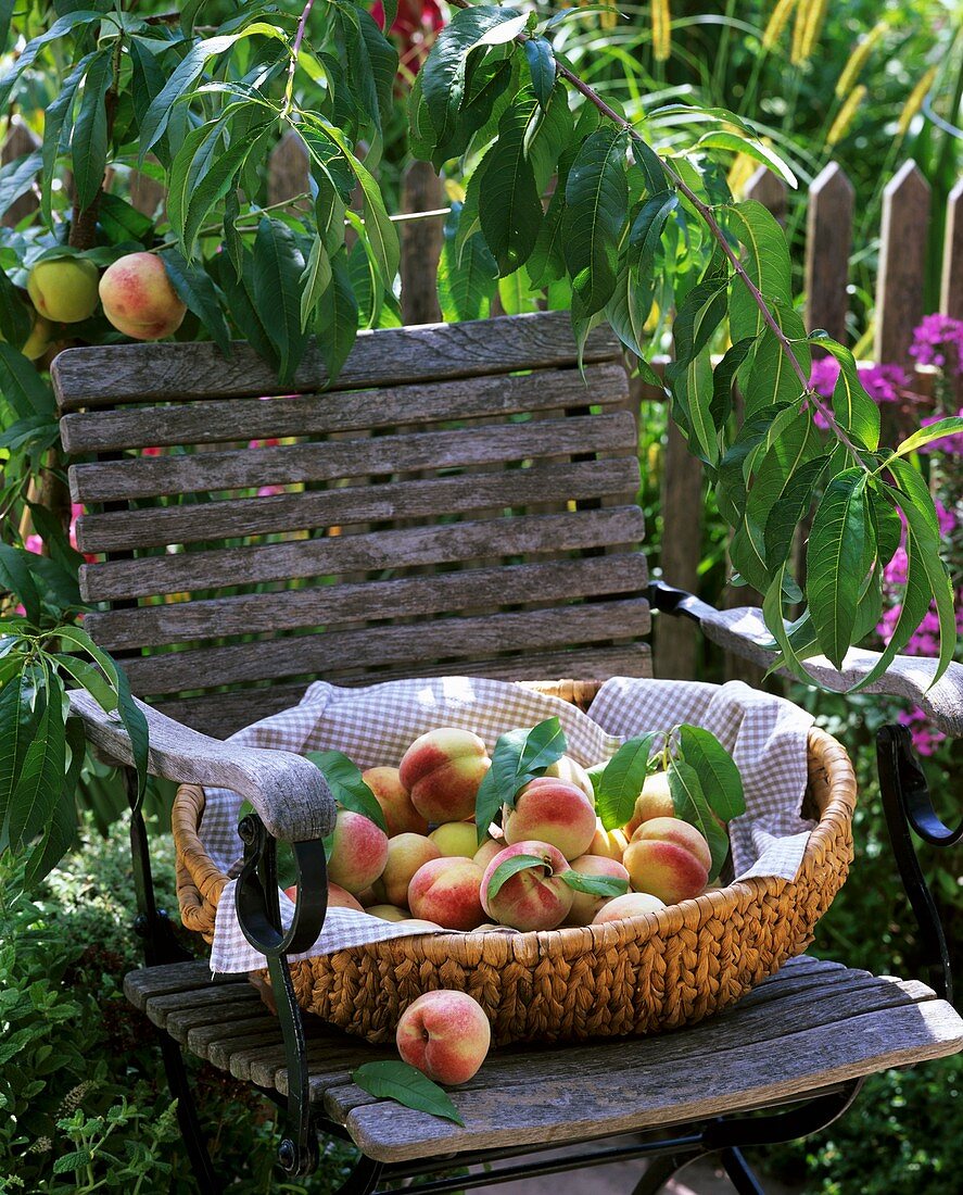 Peaches in a basket on a garden chair