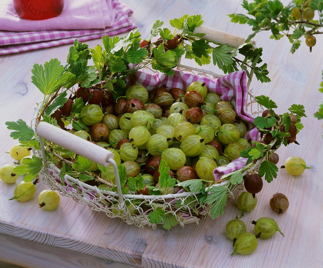 Fresh gooseberries in a basket