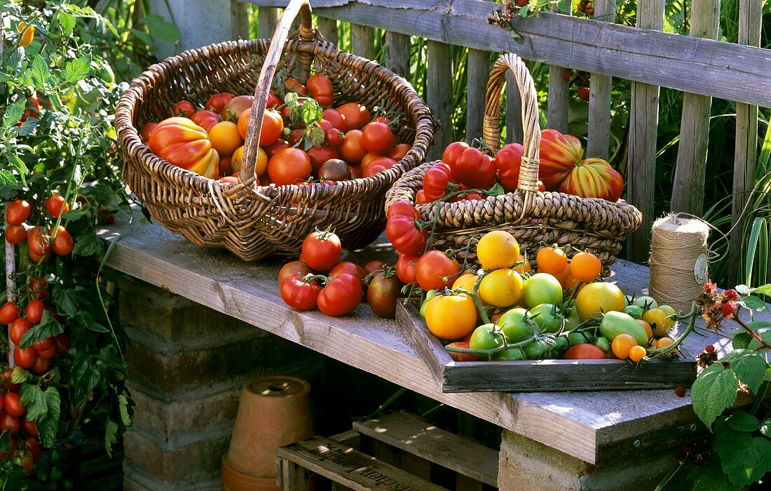 Various types of tomatoes in baskets