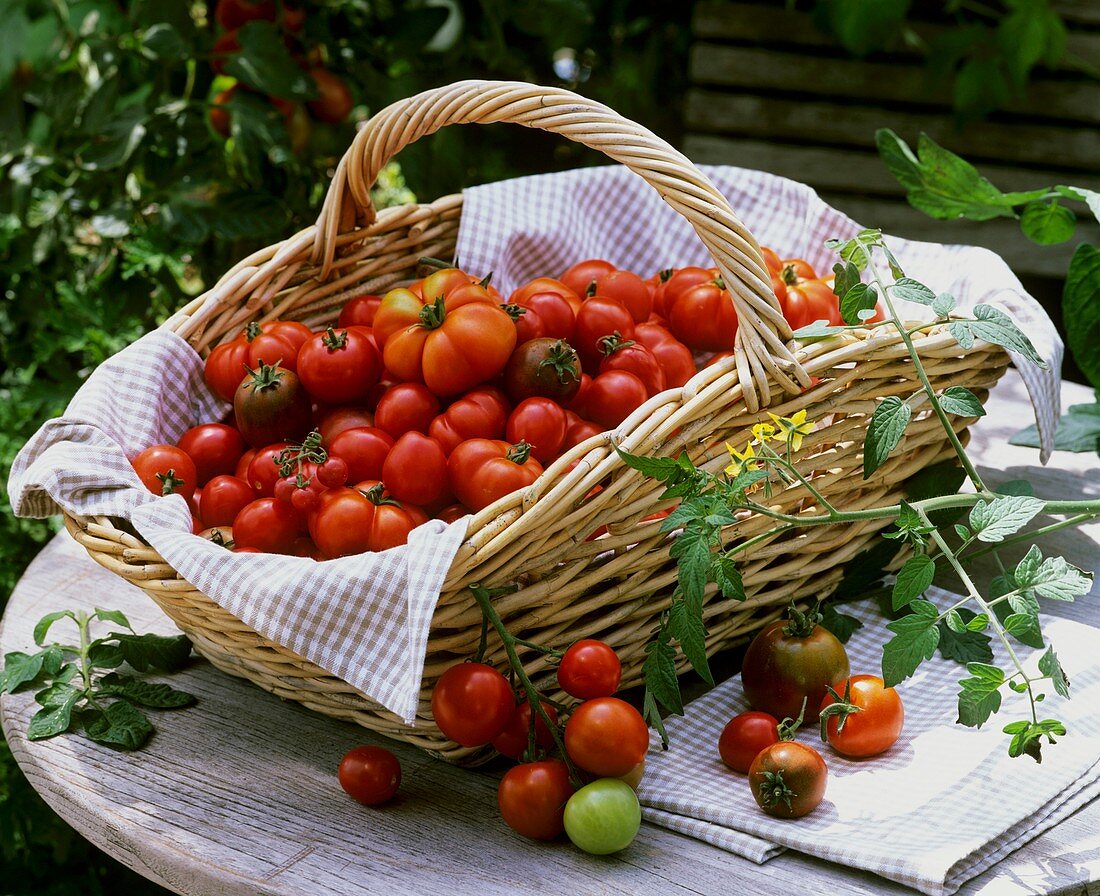 Tomatoes in a basket