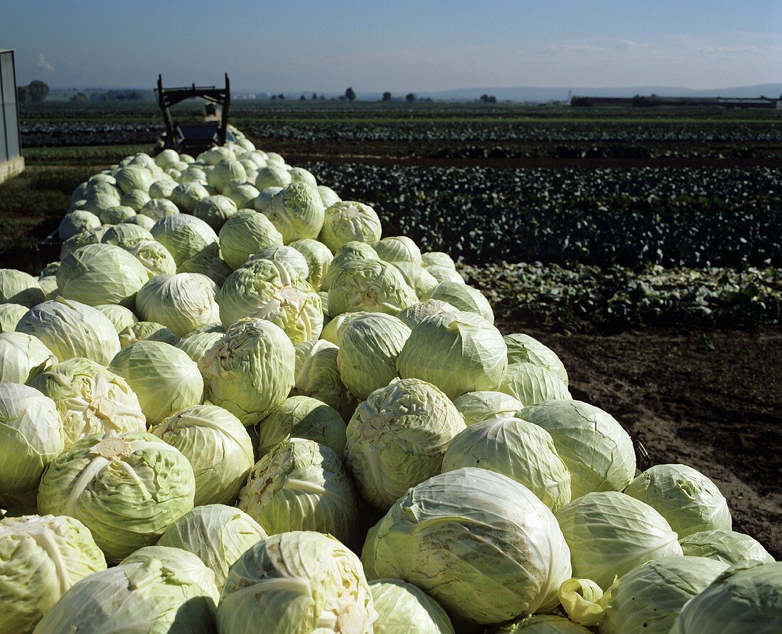 Harvested white cabbages