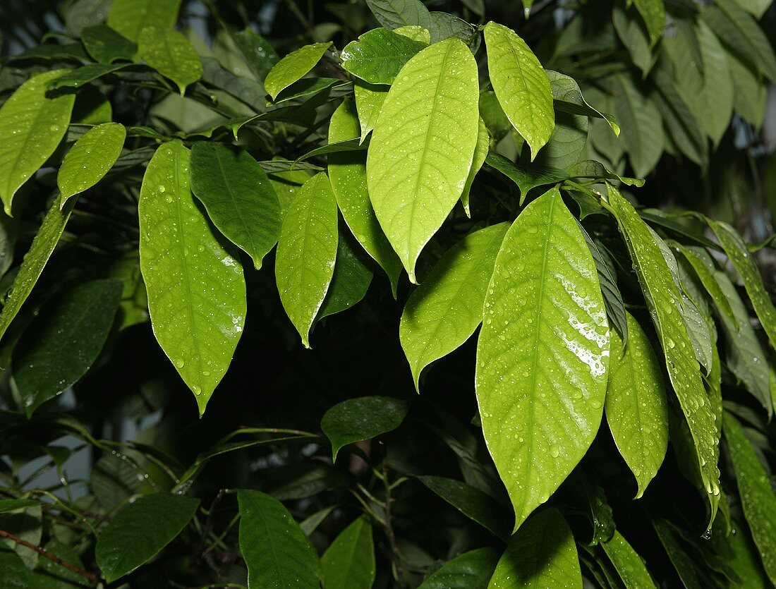 Blätter vom Kaffeestrauch (Sorte: Arabica)
