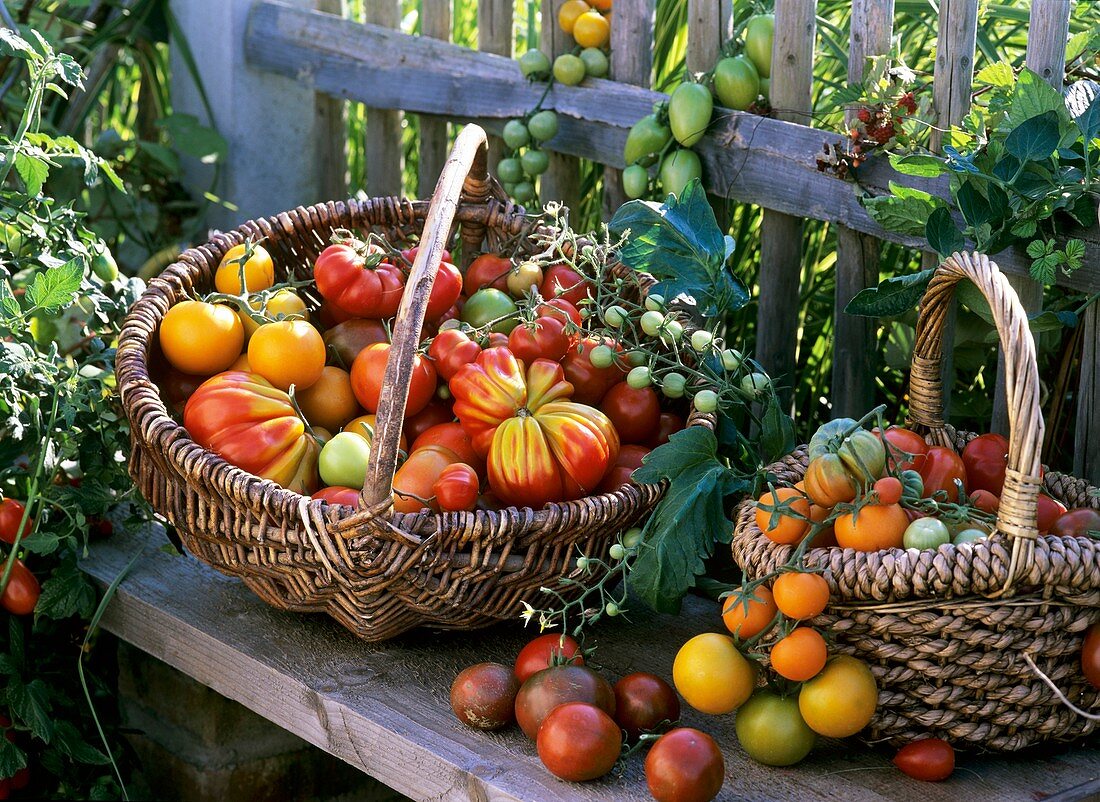 Verschiedene Tomaten in Körben