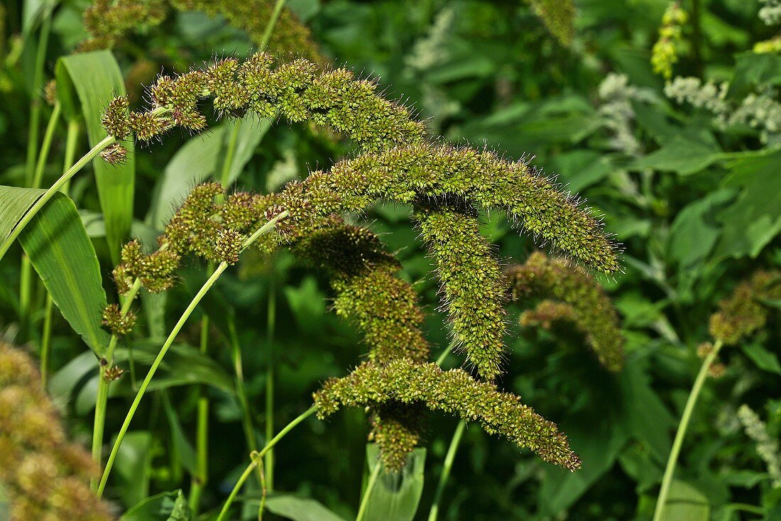 Foxtail millet (Setaria italica)