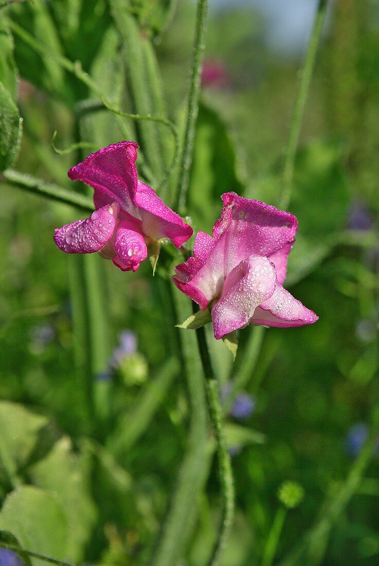 Bohnenblüte