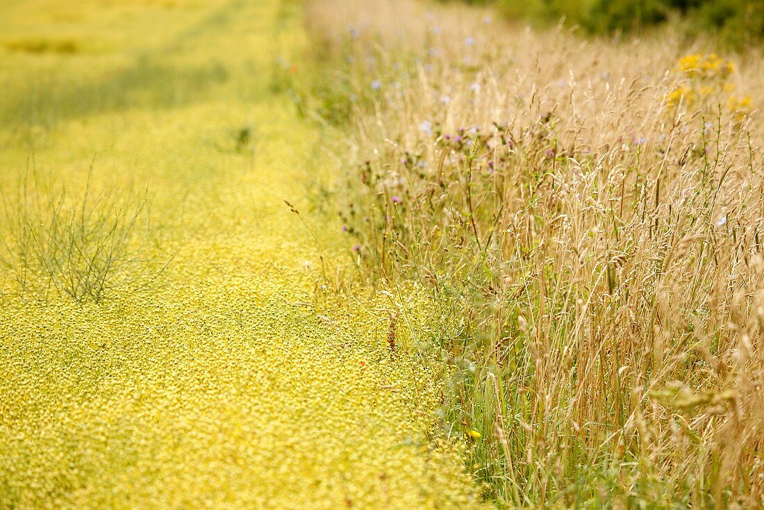 Leinsamen auf dem Feld in Wiltshire, England