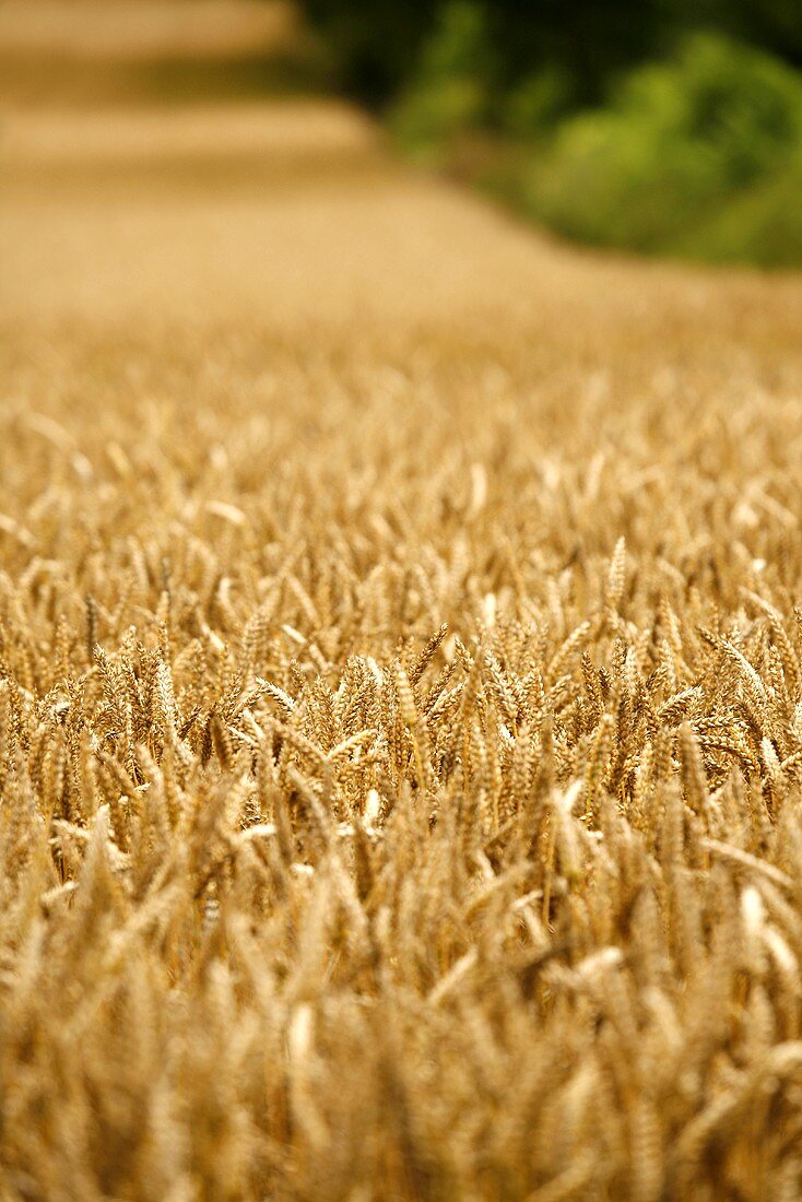 Field of wheat in Wiltshire, England