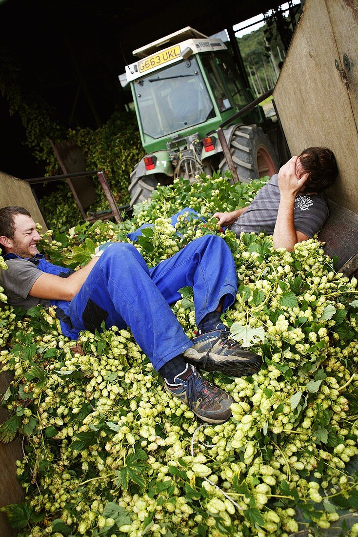 Workers and tractor at the hop harvest