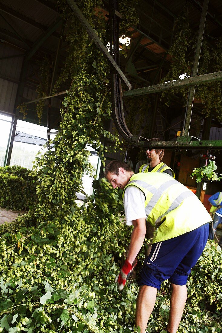 Workers with harvested hops