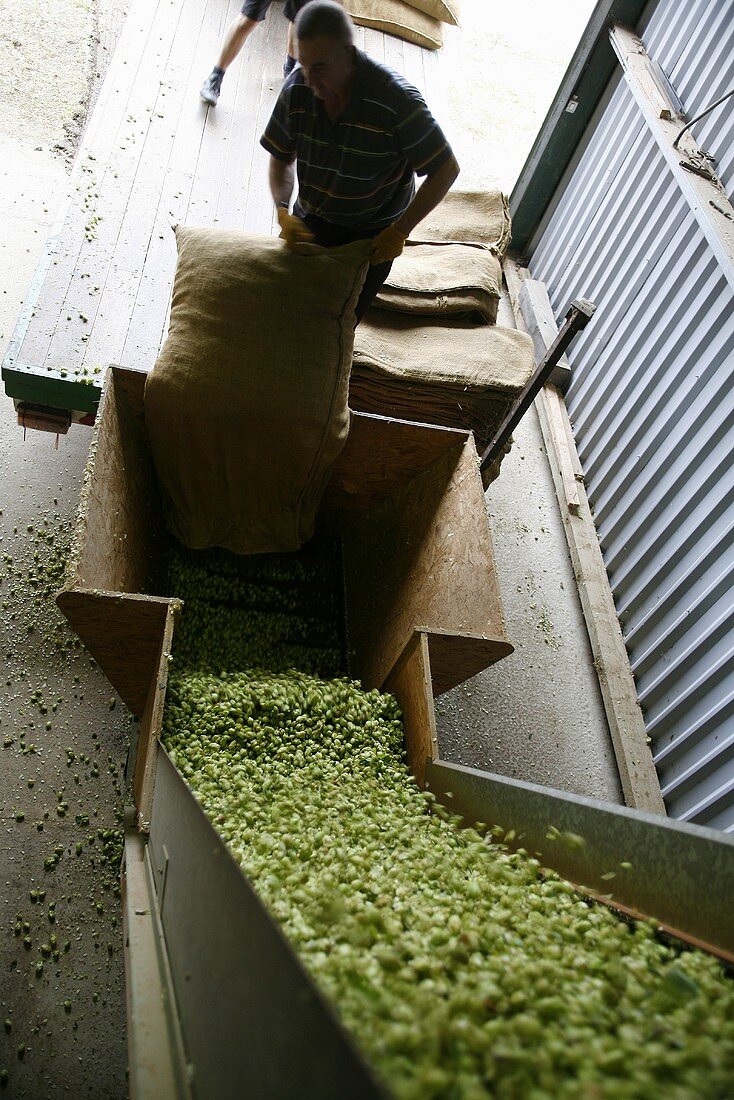 Hops being prepared for drying by a worker