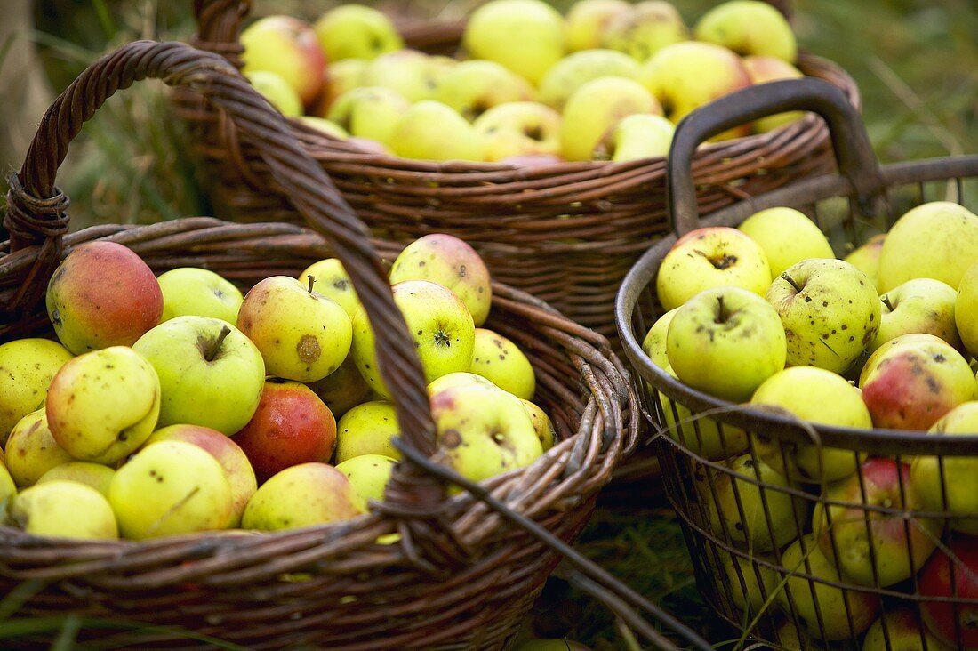 Apple harvest: baskets full of apples (cider apples)