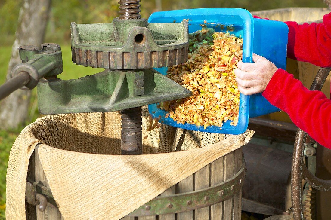 Apple pulp being tipped into historic cider press