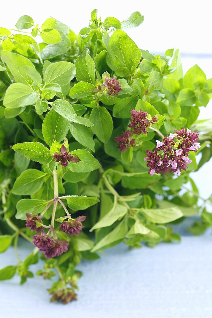 Frischer Oregano mit Blüten