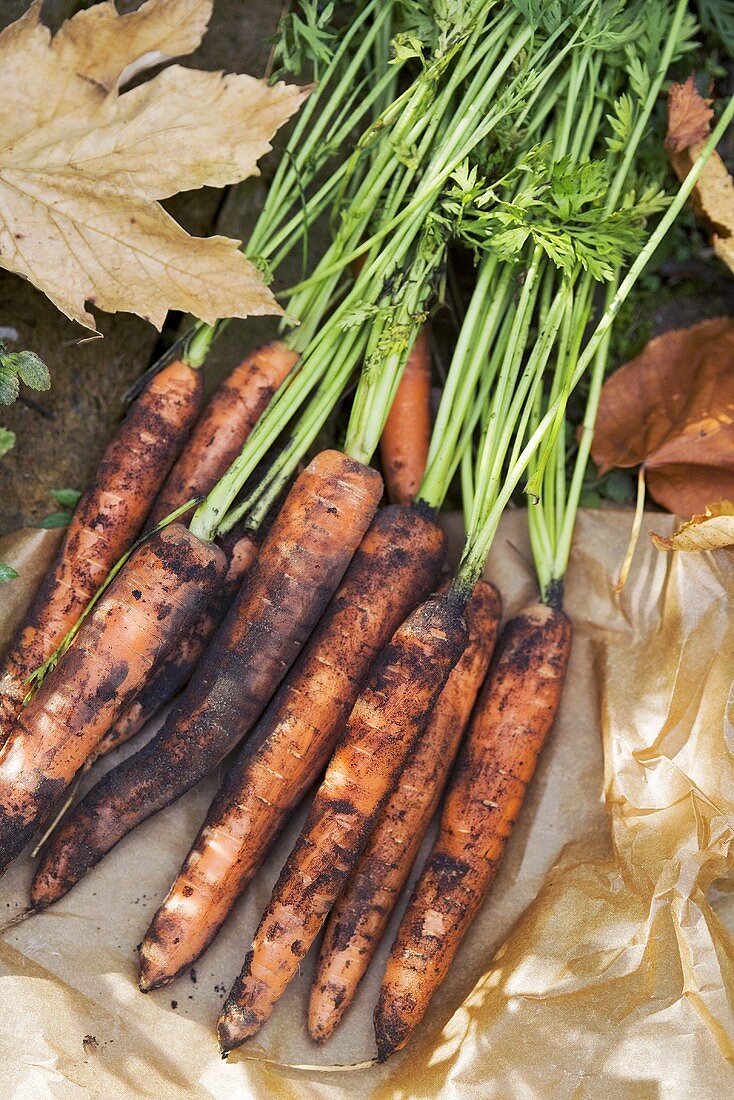 Freshly picked carrots