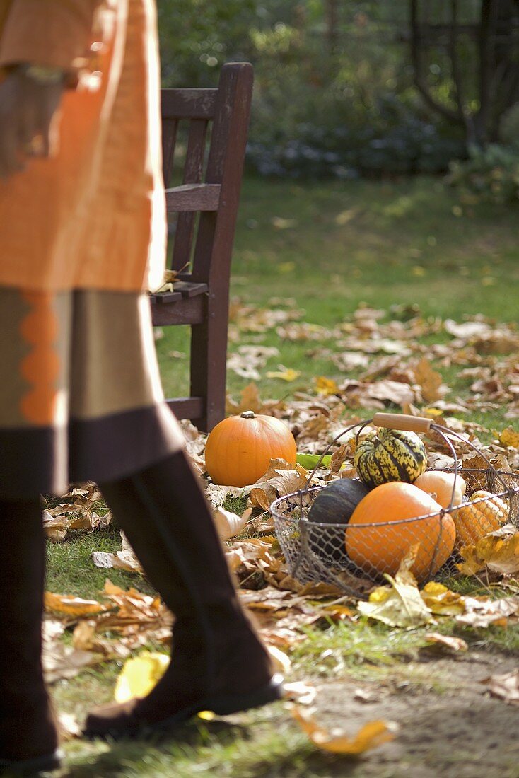 Assorted pumpkins and squashes in a basket, autumn leaves