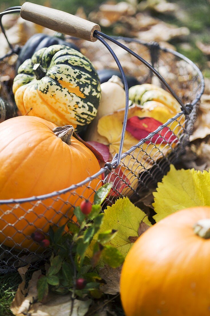 Assorted pumpkins and squashes in a basket