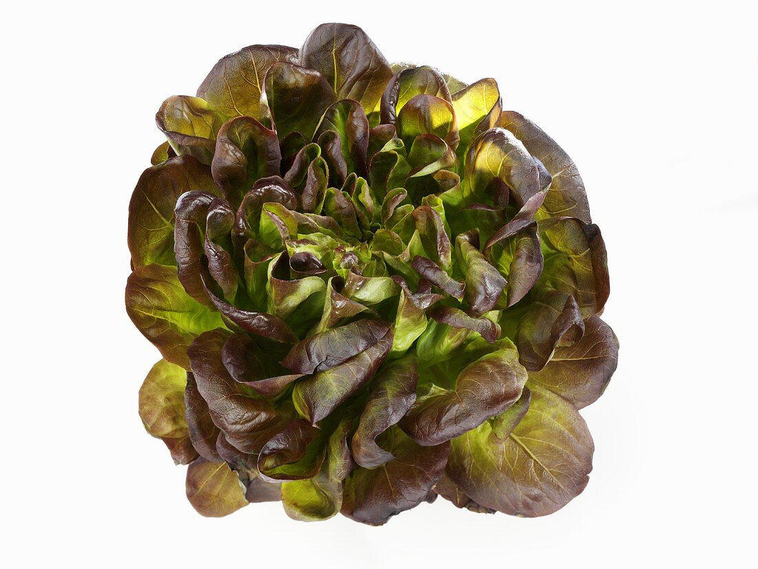 Red lettuce