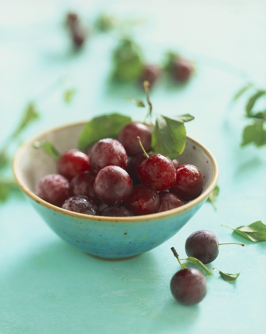 Wild plums in bowl