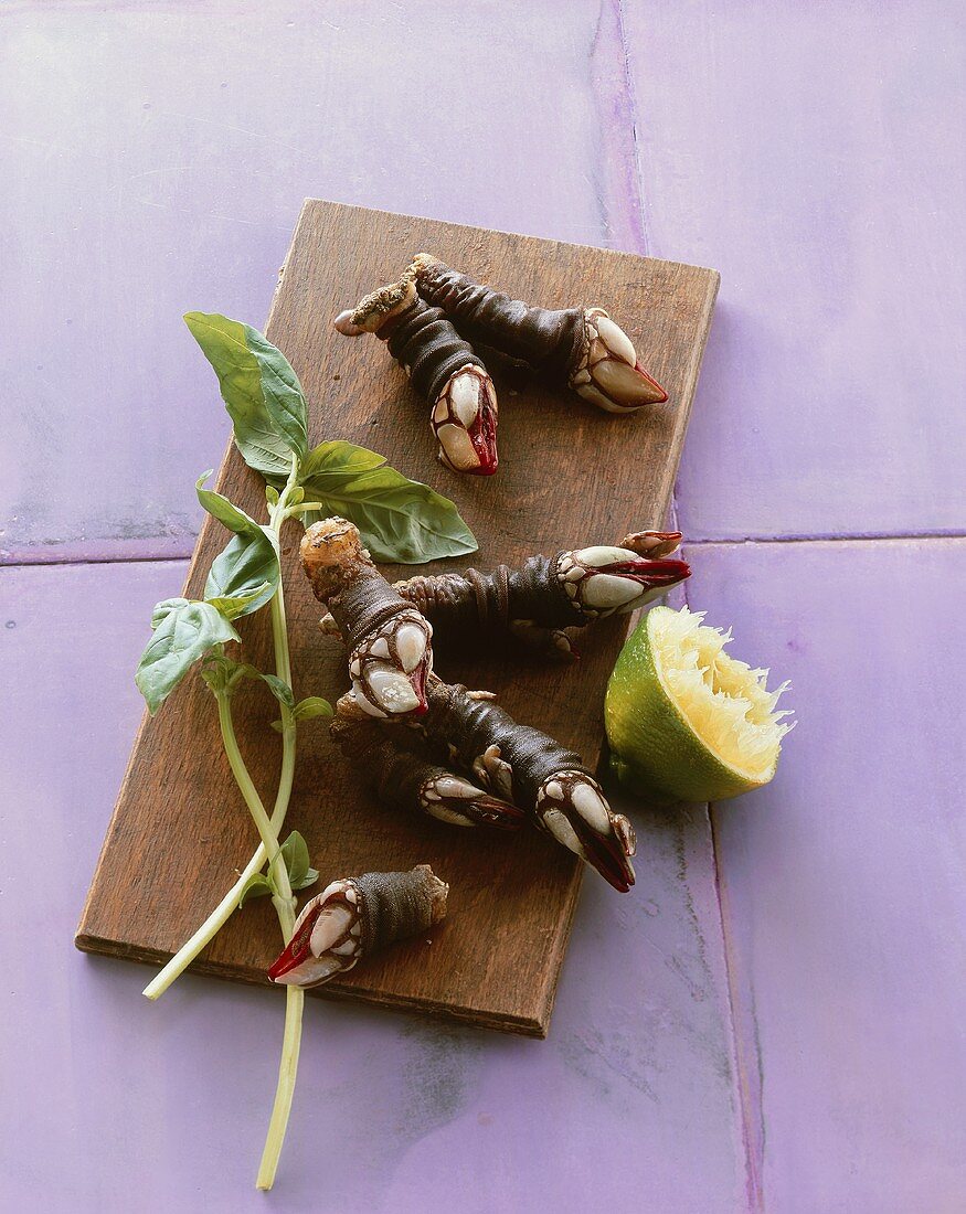 Goose neck barnacles (Mitella pollicipes) on wooden board