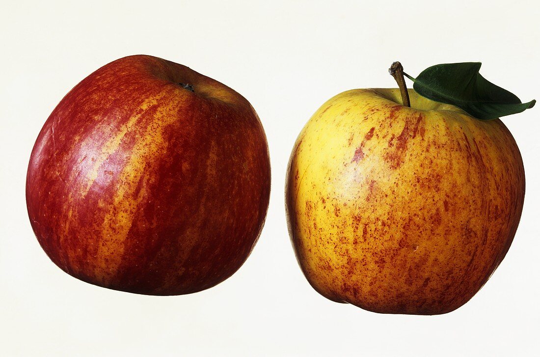 Two apples (variety: Jonagold)