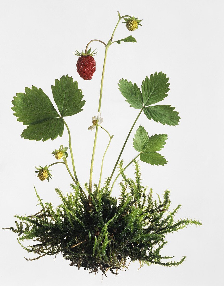 Wild strawberries with leaves